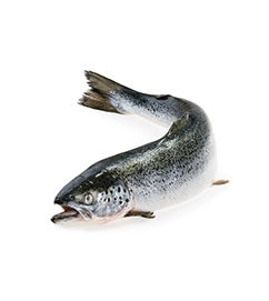 salmon oil dog food enhancement
